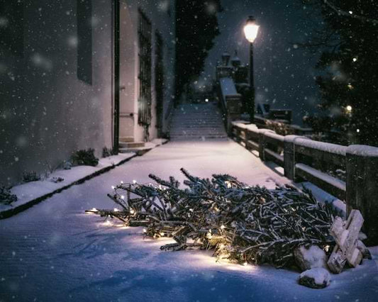 Darf der Weihnachtsbaum in die Biotonne? Alle Wege zur richtigen Entsorgung - BioGlück.com