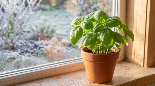 Junges Basilikum 'Genoveser' mit großen, gewölbten Blättern im Tontopf auf einer hellen Fensterbank im Winter