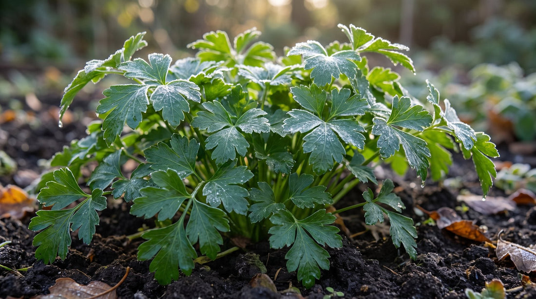 Kräftige Pflanze glatte Petersilie 'Gigante d'Italia' mit Raureif im Herbstbeet