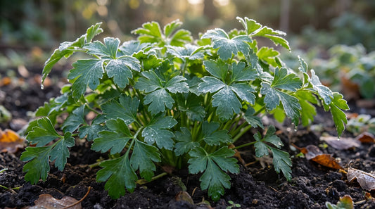 Kräftige Pflanze glatte Petersilie 'Gigante d'Italia' mit Raureif im Herbstbeet