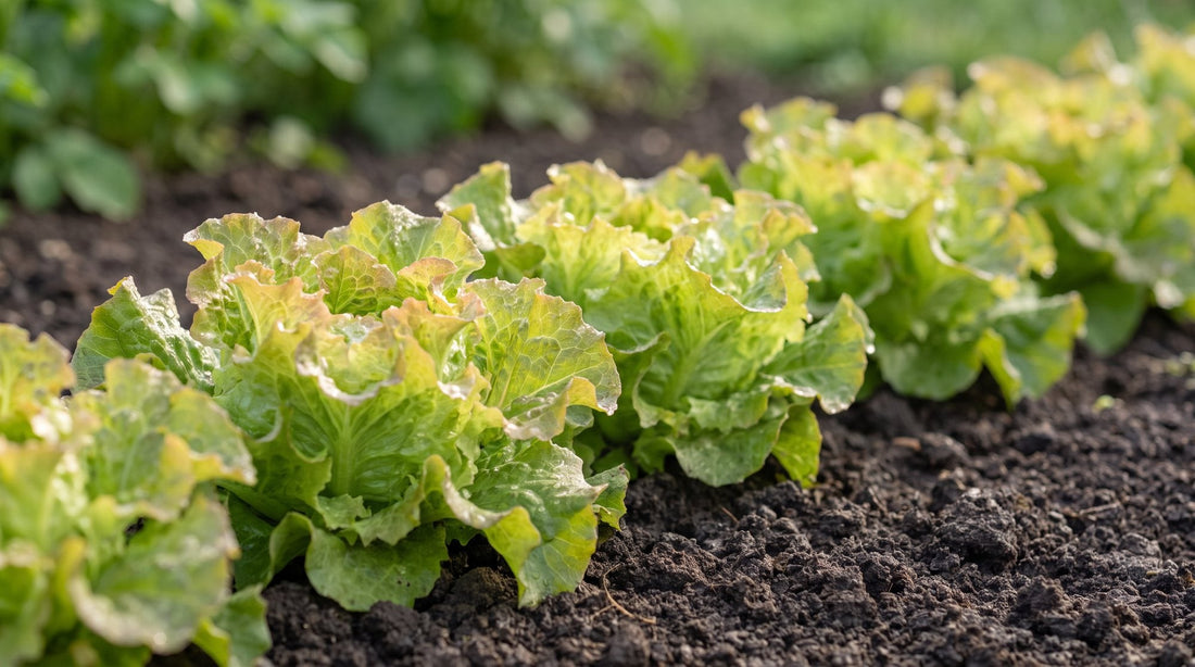 Reihe Pflücksalat 'Amerikanischer Brauner' mit hellgrünen, rotbraun gerandeten Blättern im Gartenbeet