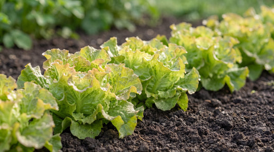 Reihe Pflücksalat 'Amerikanischer Brauner' mit hellgrünen, rotbraun gerandeten Blättern im Gartenbeet