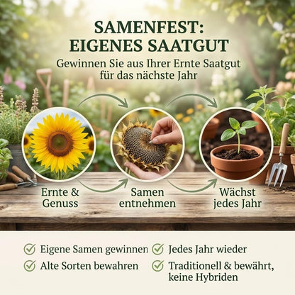 Samenfest: eigenes Saatgut aus der Ernte gewinnen