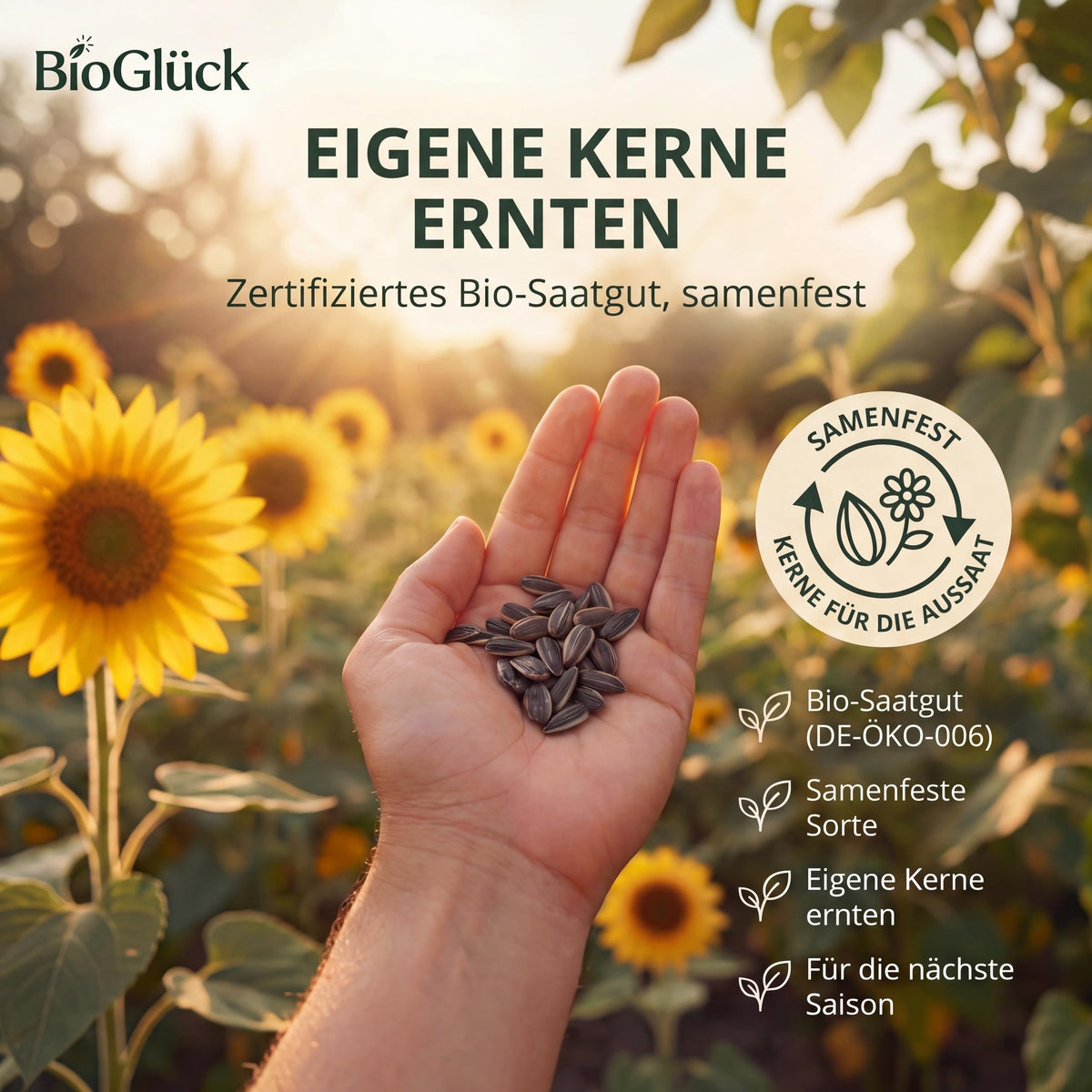 Hand mit Sonnenblumenkernen: samenfestes Bio-Saatgut DE-ÖKO-006 für die nächste Saison