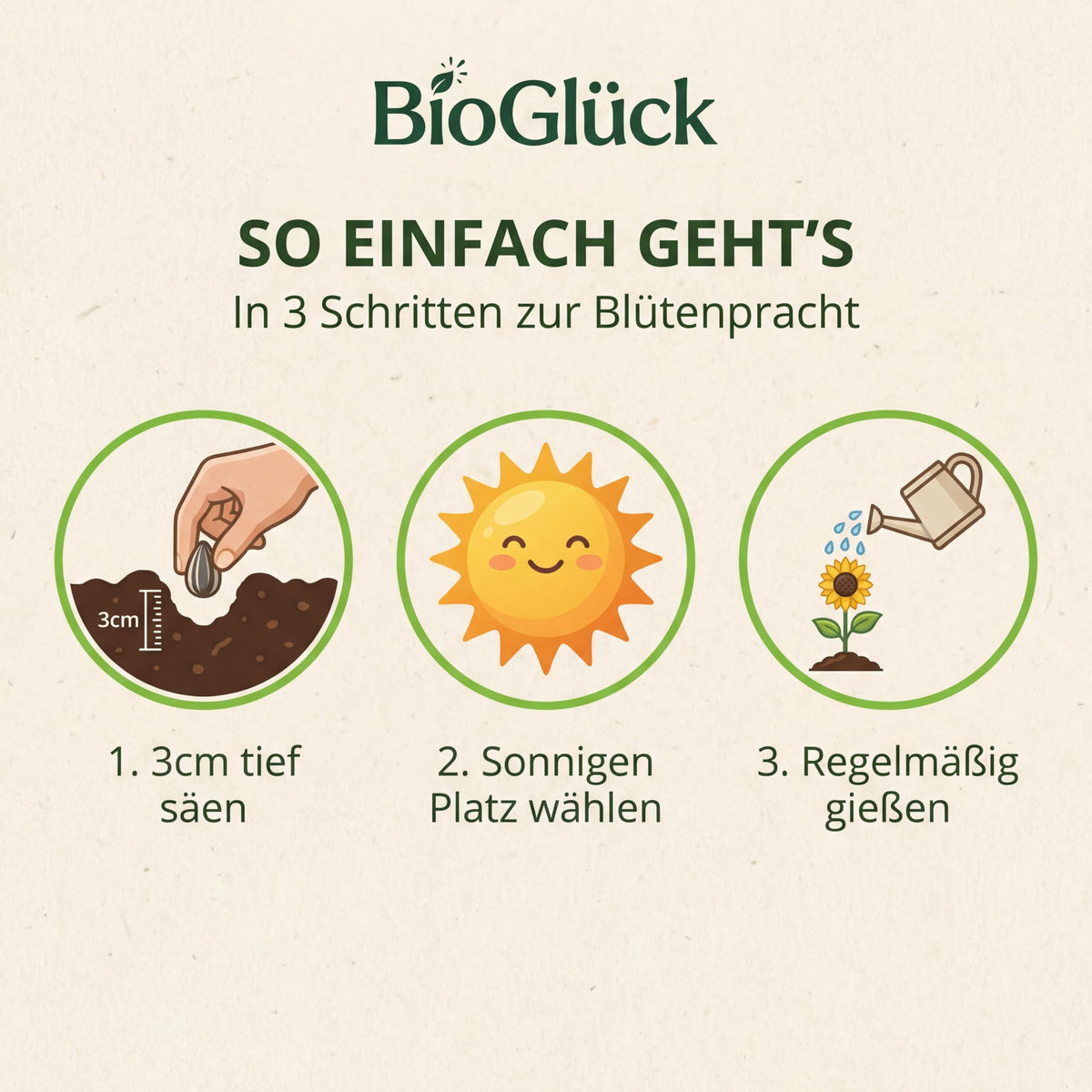 Aussaat in 3 Schritten: 3 cm tief säen, sonnigen Platz wählen, regelmäßig gießen