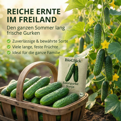 Reiche Ernte im Freiland: Korb voller Salatgurken