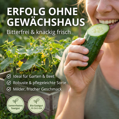 Erfolg ohne Gewächshaus: bitterfreie, knackige Freilandgurke