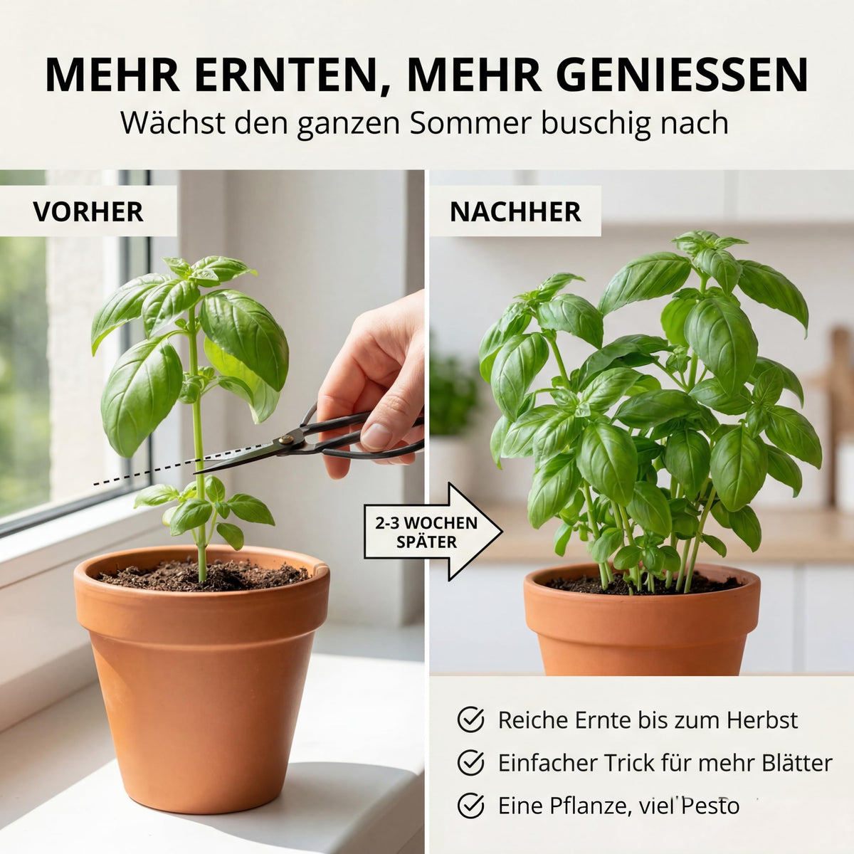 Mehr ernten, mehr genießen: Basilikum wächst nach dem Schnitt buschig nach