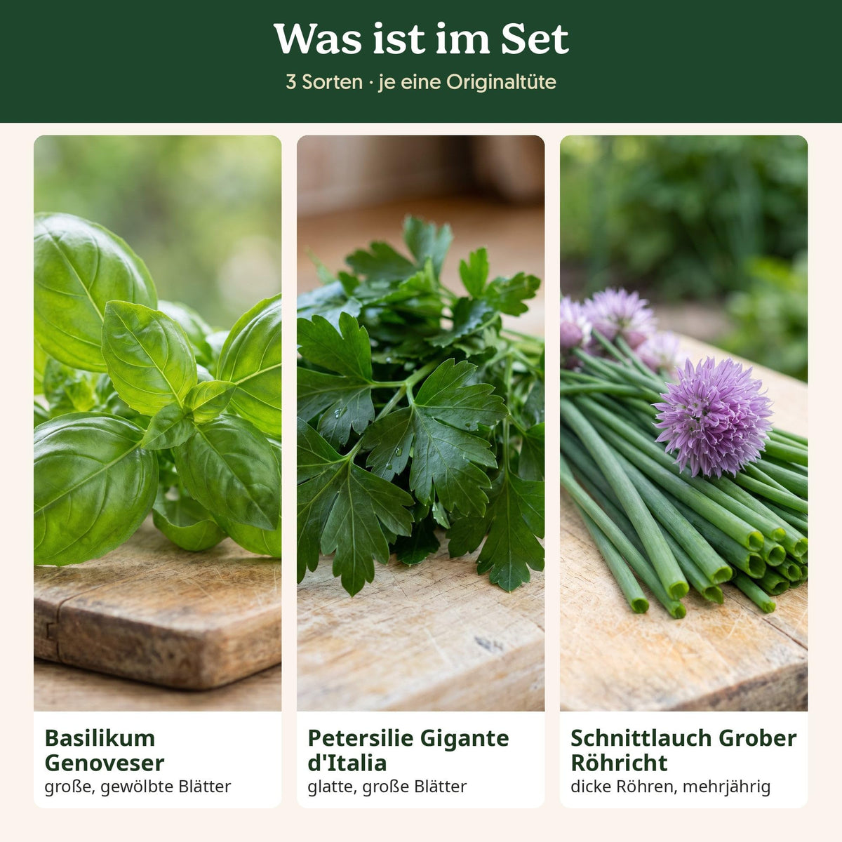Was ist im Kräutergarten Set: alle Sorten mit Kurzbeschreibung