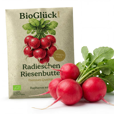 BioGlück Bio-Radieschen Riesenbutter: Samentüte aus Graspapier mit frischen Radieschen