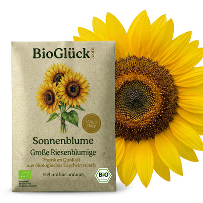 BioGlück Bio-Sonnenblume Riesenblumig: Samentüte aus Graspapier vor einer großen Sonnenblumenblüte