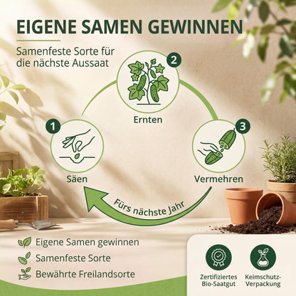 Eigene Samen gewinnen: säen, ernten, vermehren