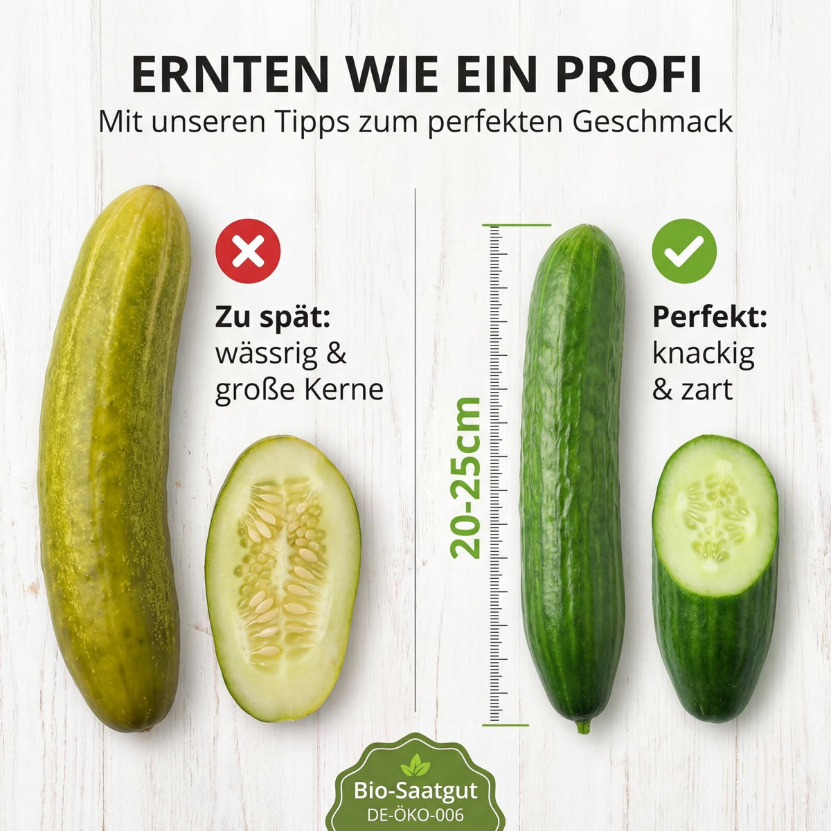 Ernten wie ein Profi: bei 20 bis 25 cm Länge ist die Gurke knackig und zart