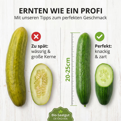 Ernten wie ein Profi: bei 20 bis 25 cm Länge ist die Gurke knackig und zart