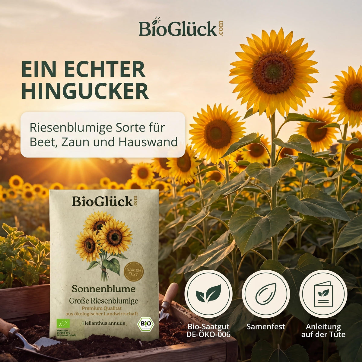 Sonnenblumenfeld mit BioGlück Samentüte: riesenblumige Sorte für Beet, Zaun und Hauswand