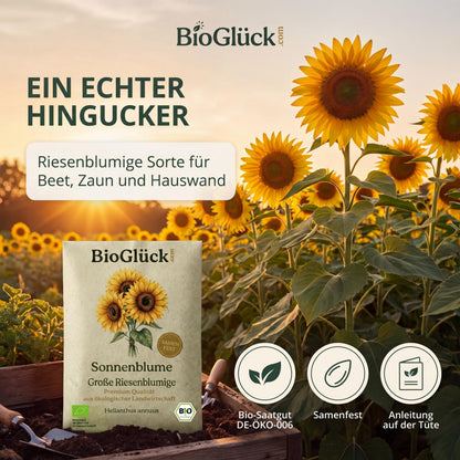 Sonnenblumenfeld mit BioGlück Samentüte: riesenblumige Sorte für Beet, Zaun und Hauswand