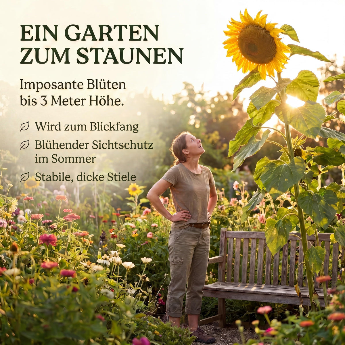 Sonnenblume Riesenblumig im Garten: Blickfang und blühender Sichtschutz im Sommer