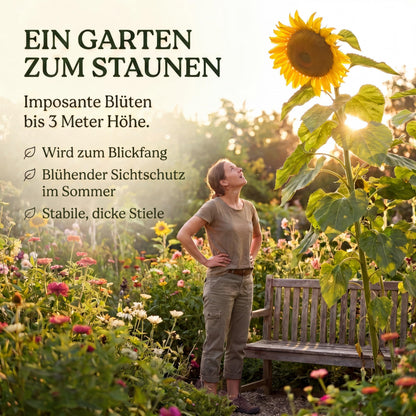 Sonnenblume Riesenblumig im Garten: Blickfang und blühender Sichtschutz im Sommer