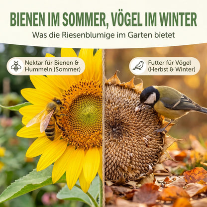 Biene auf der Sonnenblumenblüte im Sommer, Meise am reifen Samenkopf im Herbst