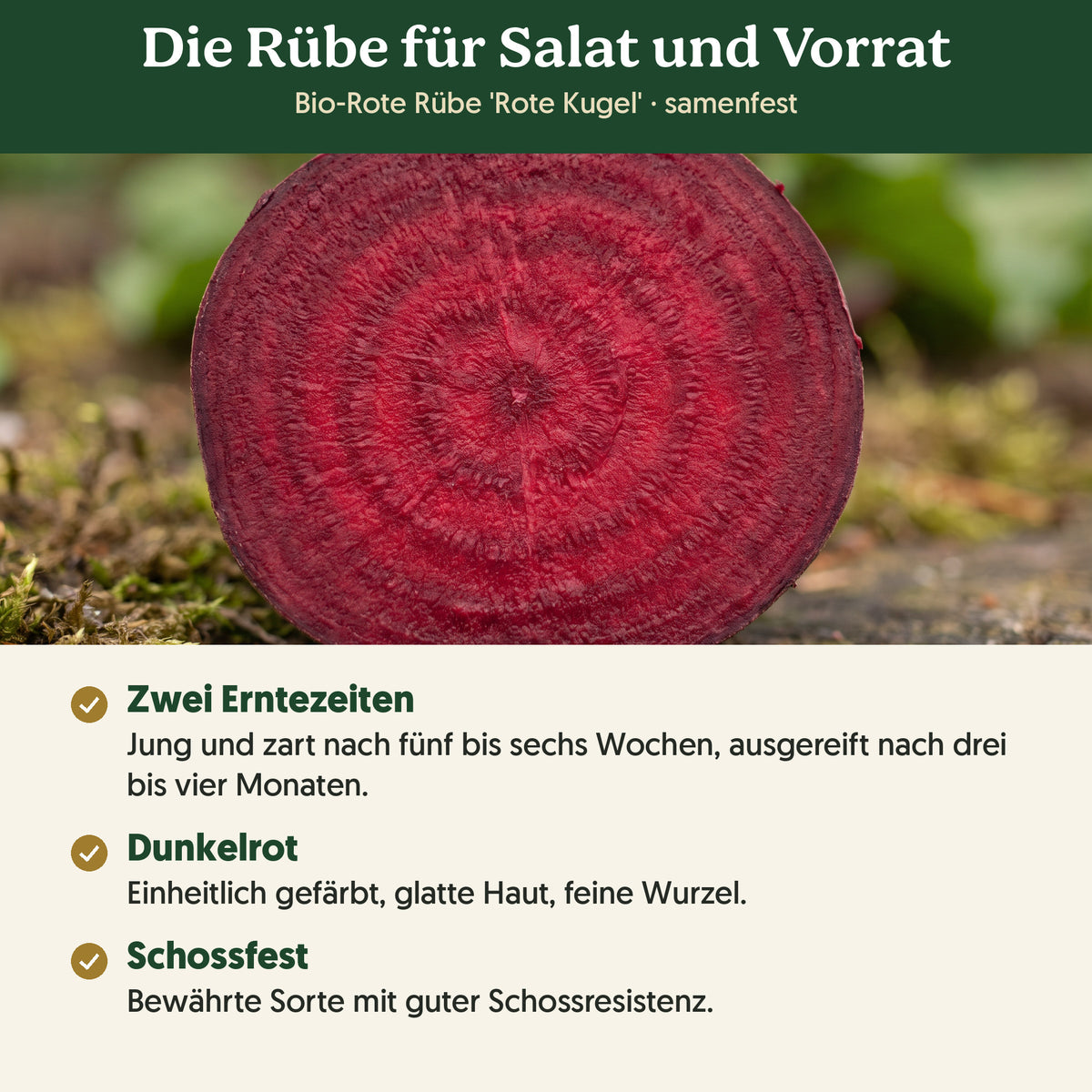 Die Rübe für Salat und Vorrat: Merkmale von Bio-Rote Rübe 'Rote Kugel'