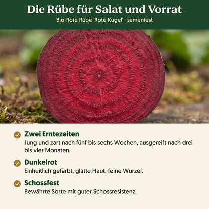 Die Rübe für Salat und Vorrat: Merkmale von Bio-Rote Rübe 'Rote Kugel'