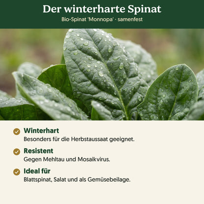 Der winterharte Spinat: Merkmale von Bio-Spinat 'Monnopa'
