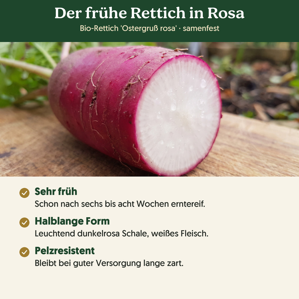 Der frühe Rettich in Rosa: Merkmale von Bio-Rettich 'Ostergruß rosa'