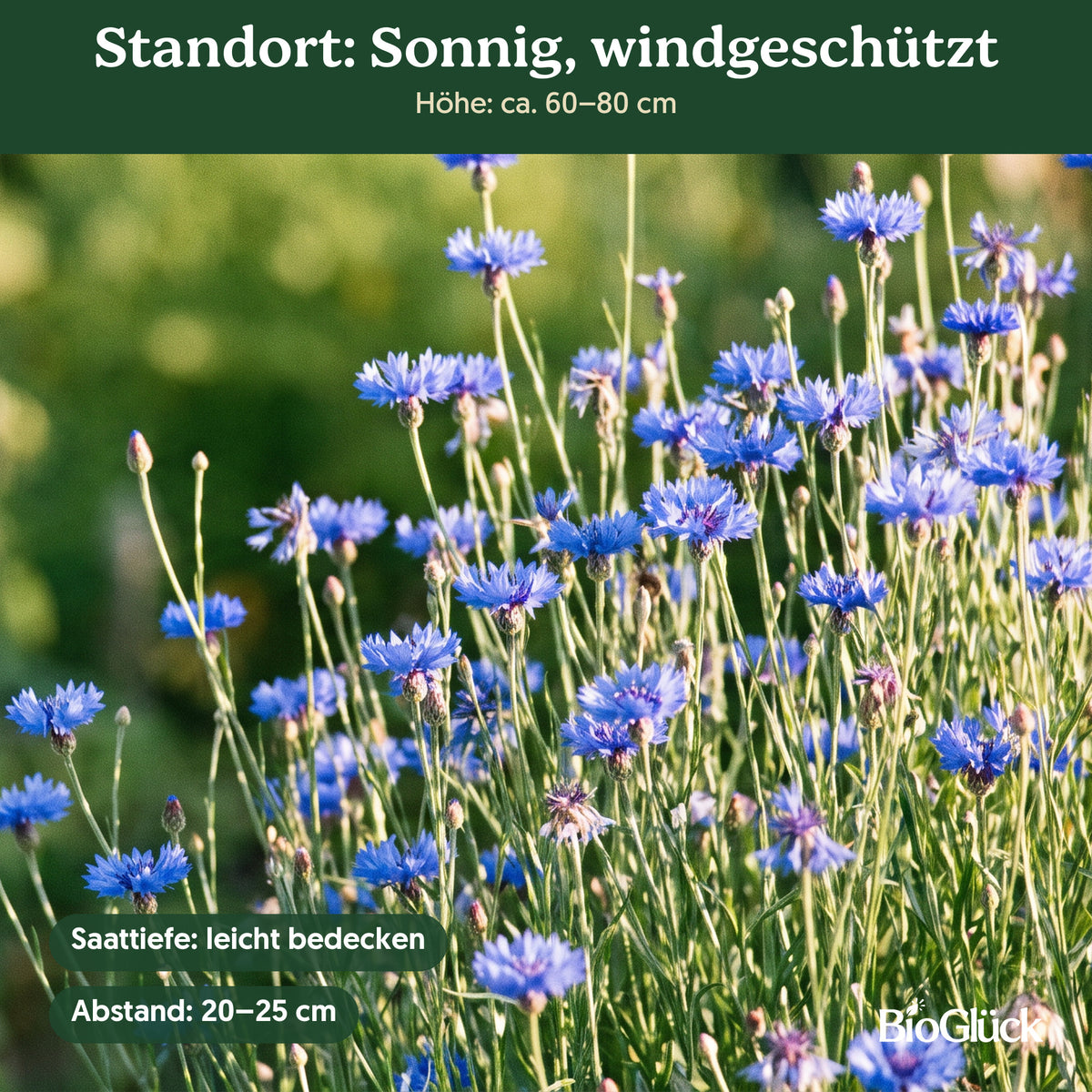 Bio-Kornblume 'Blauer Junge' im Garten: Standort sonnig, windgeschützt