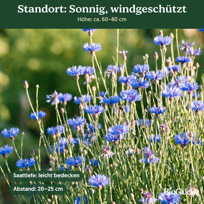 Bio-Kornblume 'Blauer Junge' im Garten: Standort sonnig, windgeschützt
