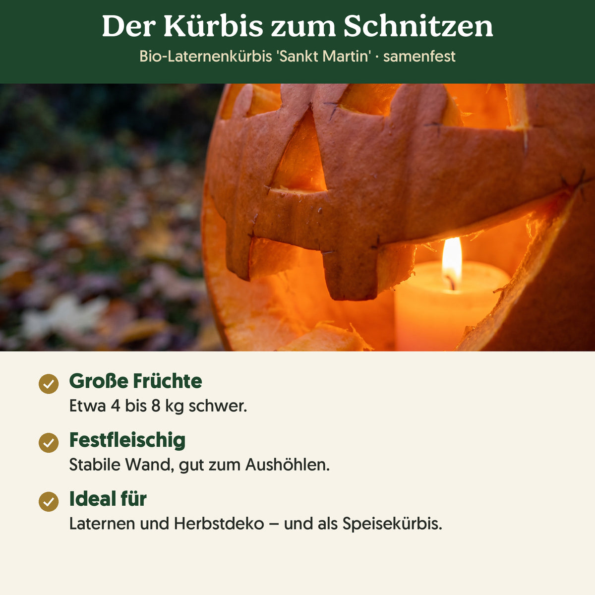 Der Kürbis zum Schnitzen: Merkmale von Bio-Laternenkürbis 'Sankt Martin'