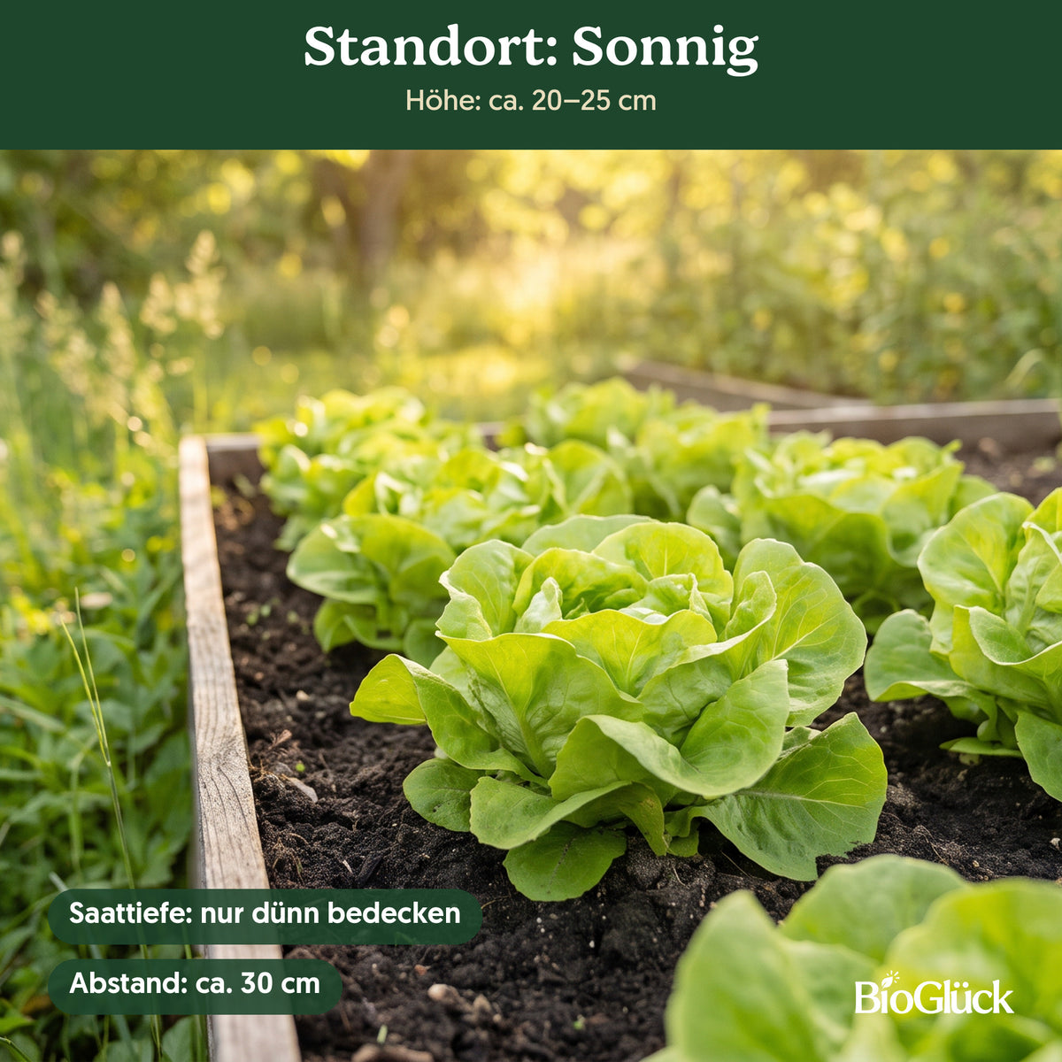 Bio-Kopfsalat 'Attraktion' im Garten: Standort sonnig