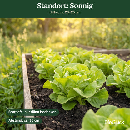 Bio-Kopfsalat 'Attraktion' im Garten: Standort sonnig