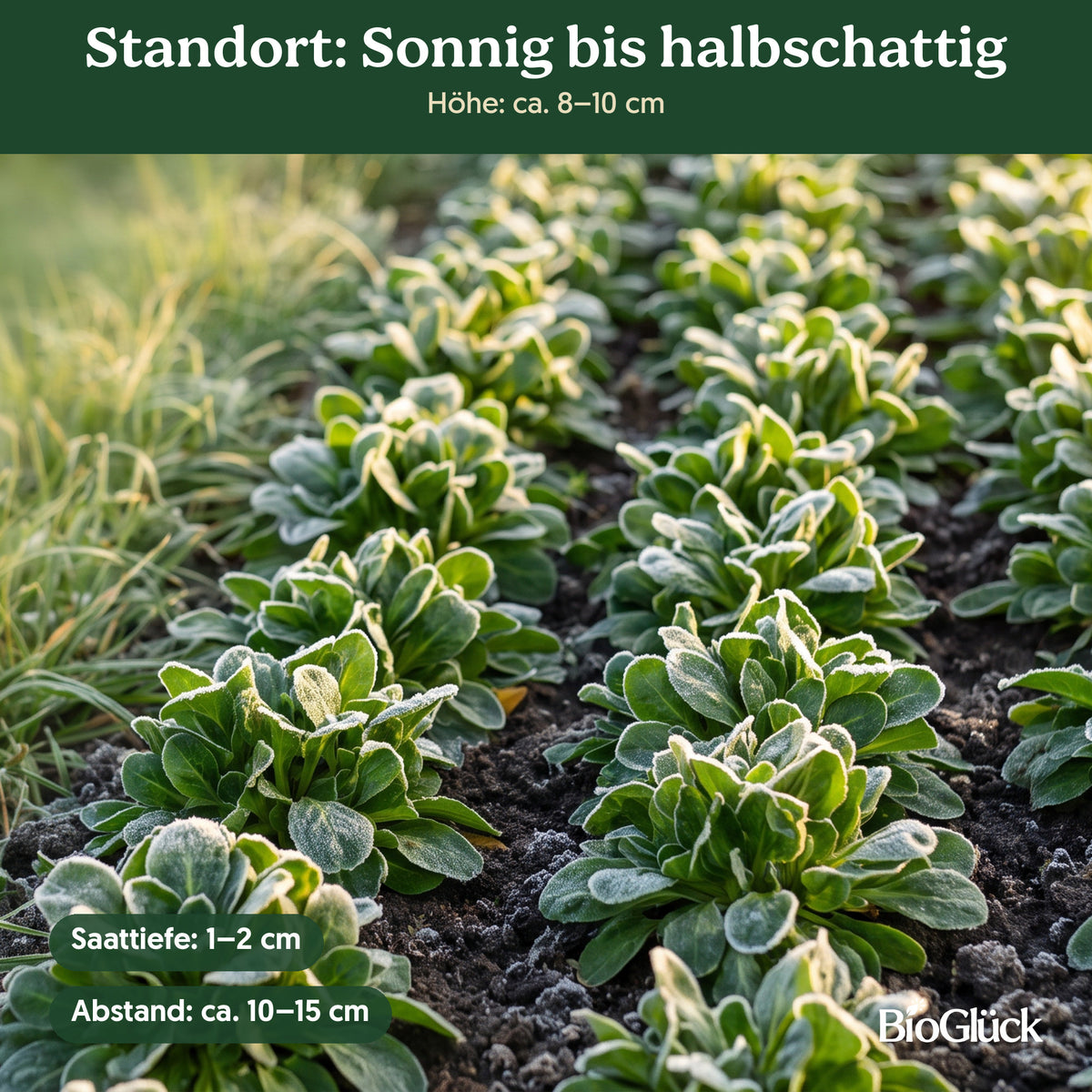 Bio-Feldsalat 'Vit' im Garten: Standort sonnig bis halbschattig