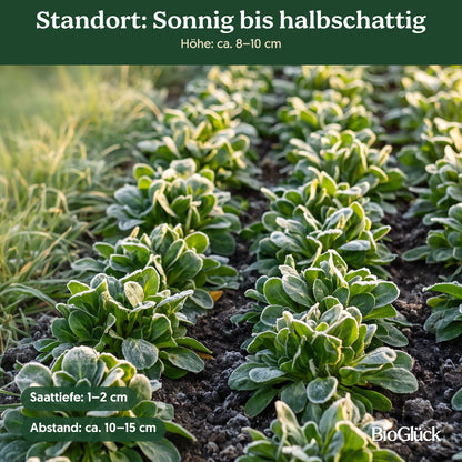 Bio-Feldsalat 'Vit' im Garten: Standort sonnig bis halbschattig