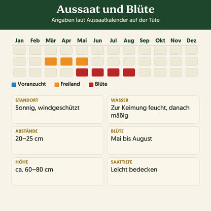 Aussaatkalender Bio-Kornblume 'Blauer Junge': Voranzucht, Freiland und Blüte sowie Anbauangaben
