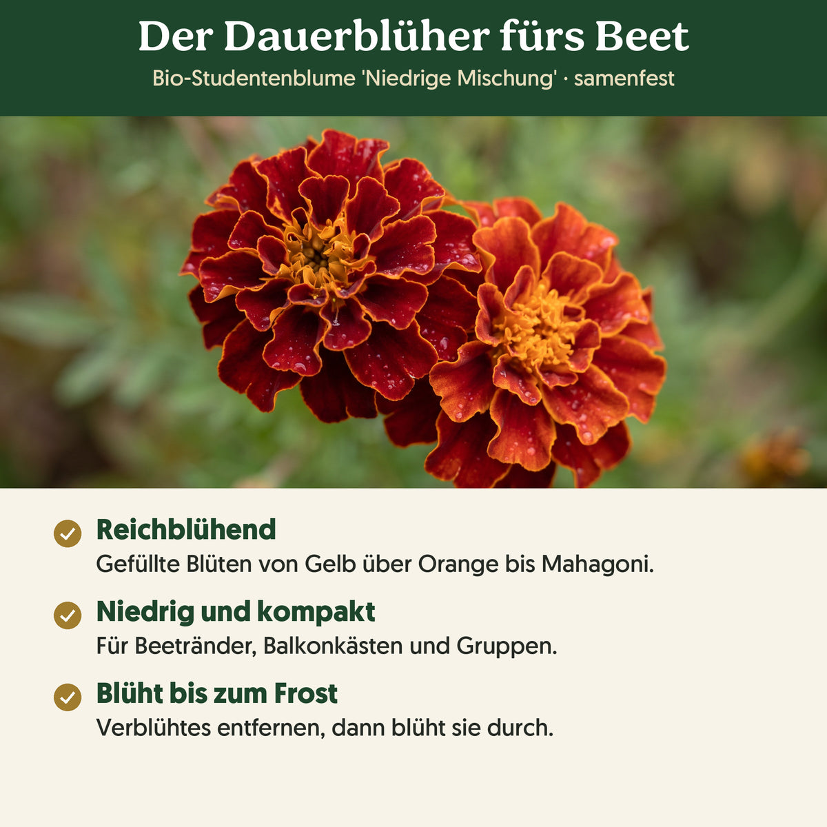 Der Dauerblüher fürs Beet: Merkmale von Bio-Studentenblume 'Niedrige Mischung'