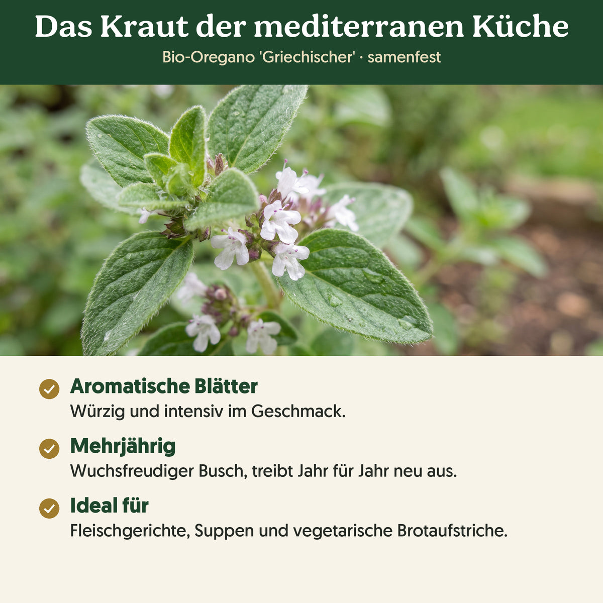 Das Kraut der mediterranen Küche: Merkmale von Bio-Oregano 'Griechischer'