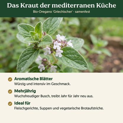 Das Kraut der mediterranen Küche: Merkmale von Bio-Oregano 'Griechischer'
