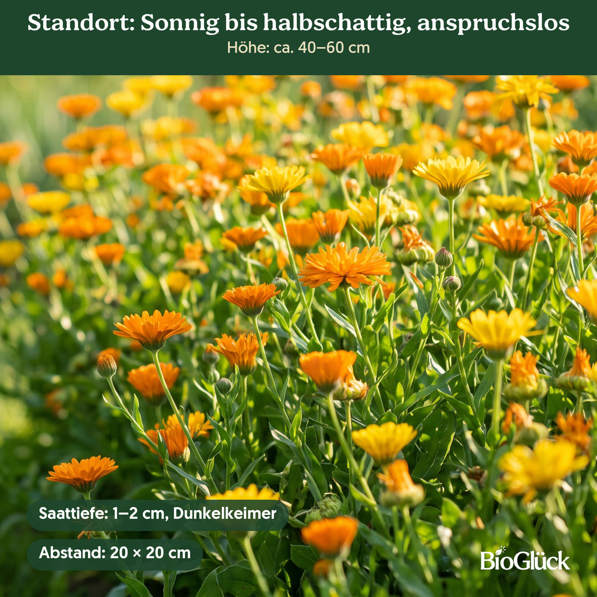 Bio-Ringelblumen-Mischung im Garten: Standort sonnig bis halbschattig, anspruchslos