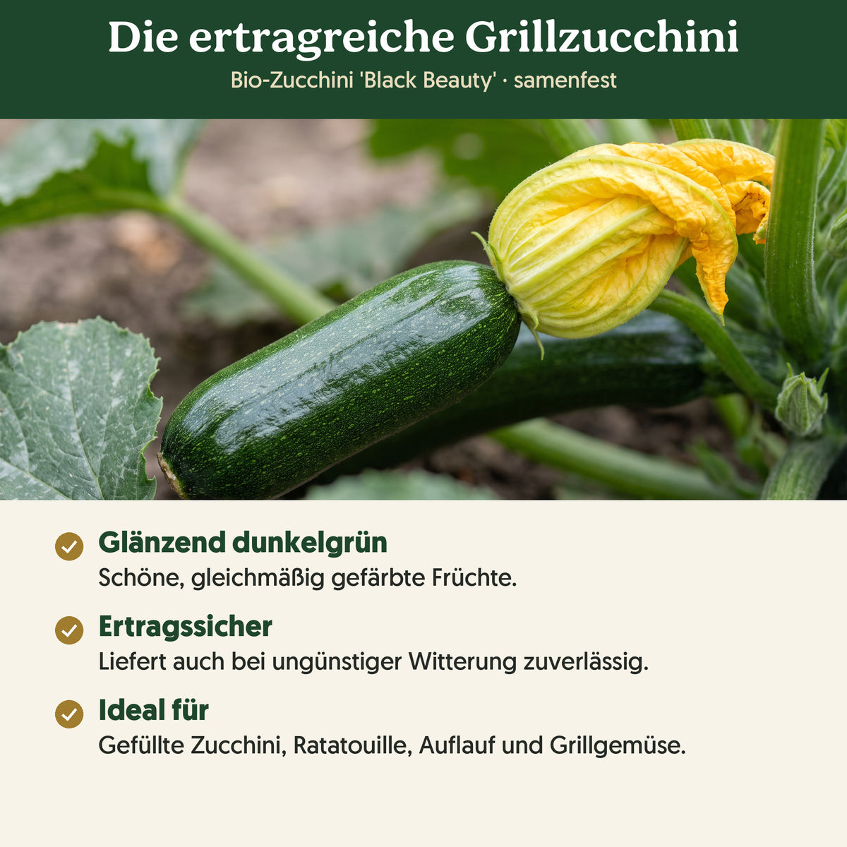 Die ertragreiche Grillzucchini: Merkmale von Bio-Zucchini 'Black Beauty'