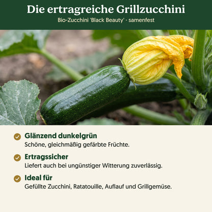 Die ertragreiche Grillzucchini: Merkmale von Bio-Zucchini 'Black Beauty'