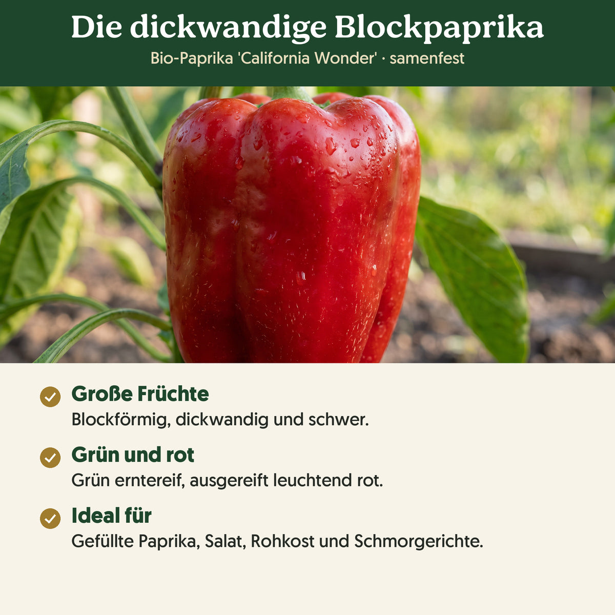 Die dickwandige Blockpaprika: Merkmale von Bio-Paprika 'California Wonder'