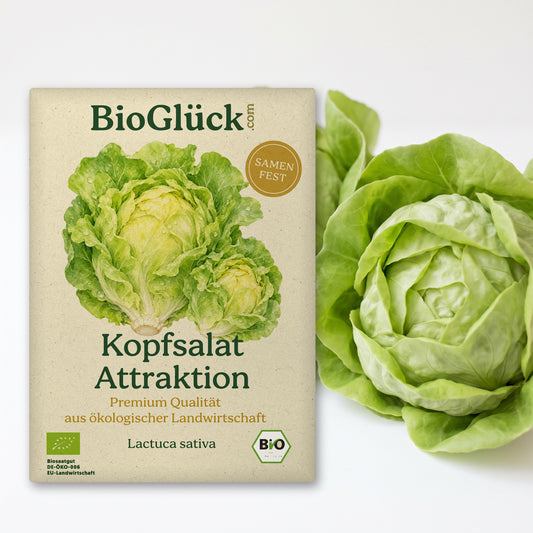 BioGlück Bio-Kopfsalat 'Attraktion': Samentüte aus Graspapier mit Kopfsalat Attraktion