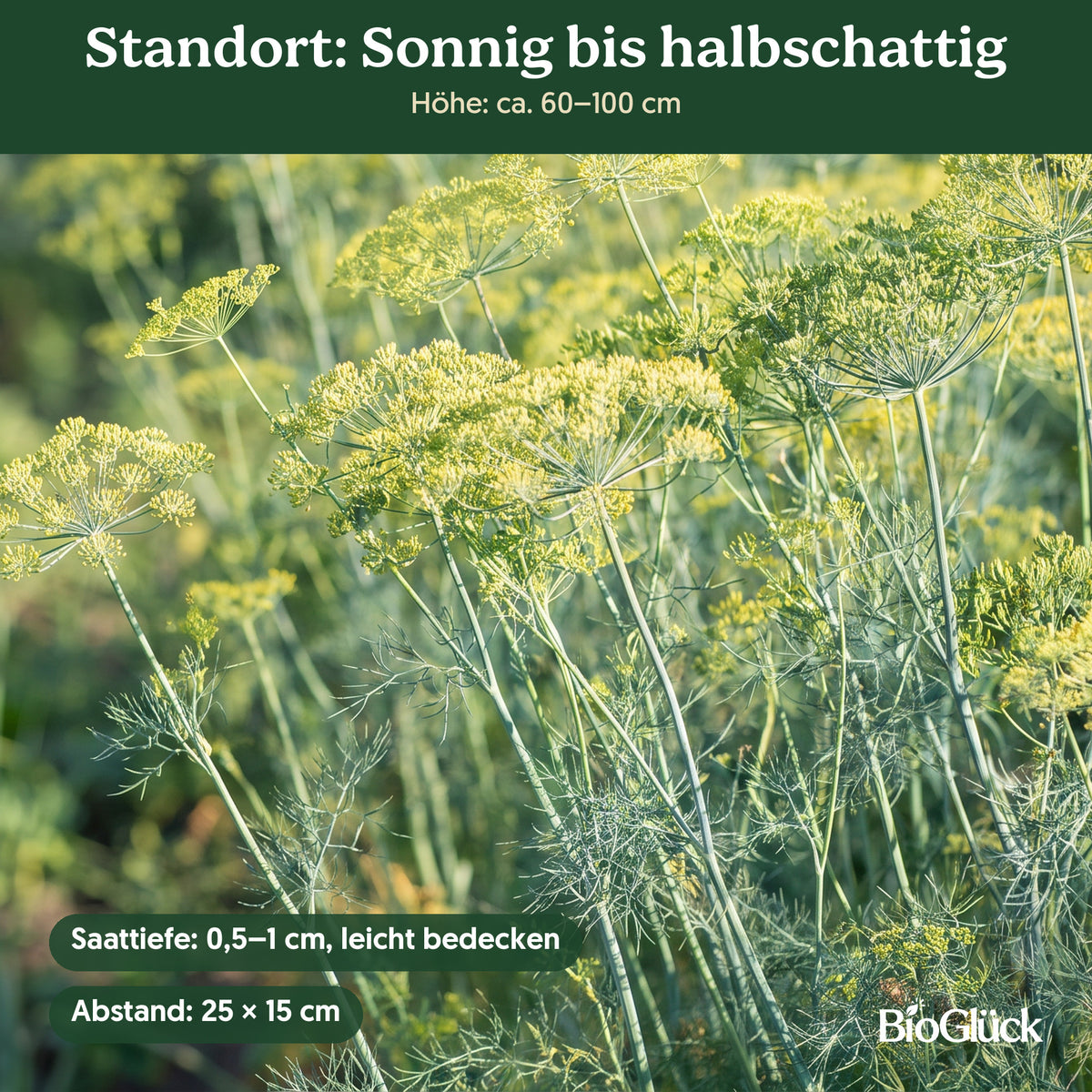 Bio-Dill 'Blattreicher' im Garten: Standort sonnig bis halbschattig