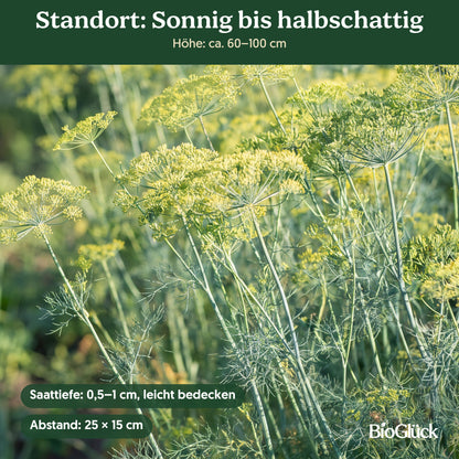 Bio-Dill 'Blattreicher' im Garten: Standort sonnig bis halbschattig