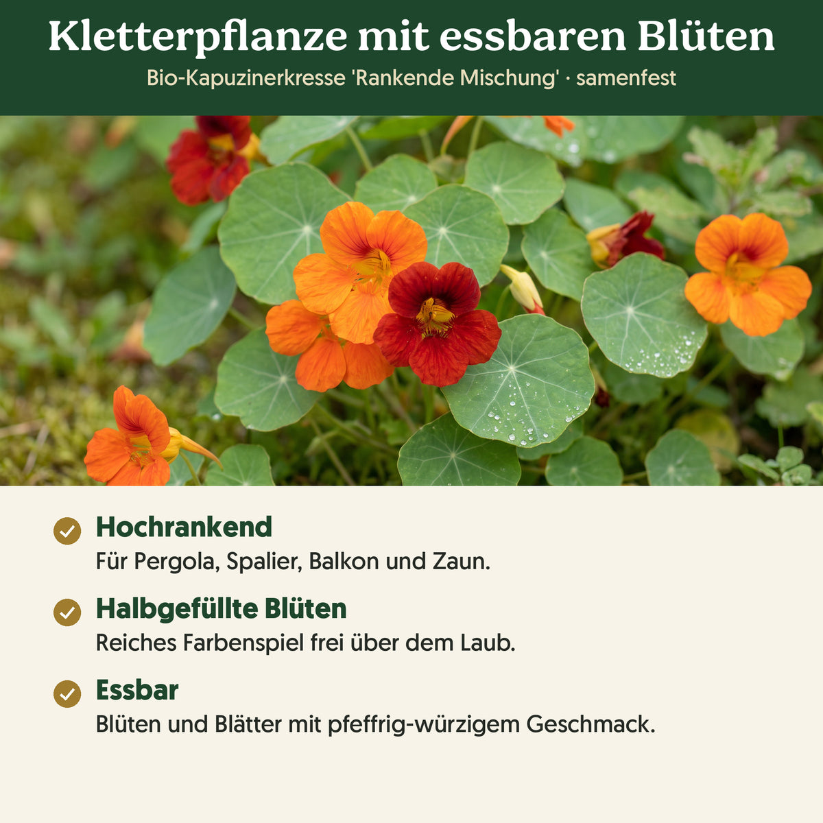 Kletterpflanze mit essbaren Blüten: Merkmale von Bio-Kapuzinerkresse 'Rankende Mischung'