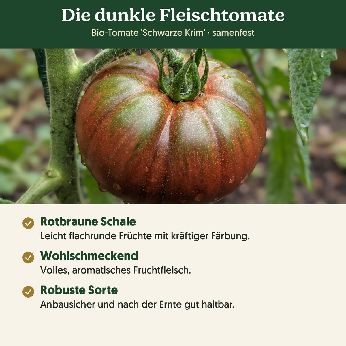 Die dunkle Fleischtomate: Merkmale von Bio-Tomate 'Schwarze Krim'