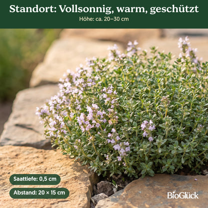 Bio-Thymian im Garten: Standort vollsonnig, warm, geschützt