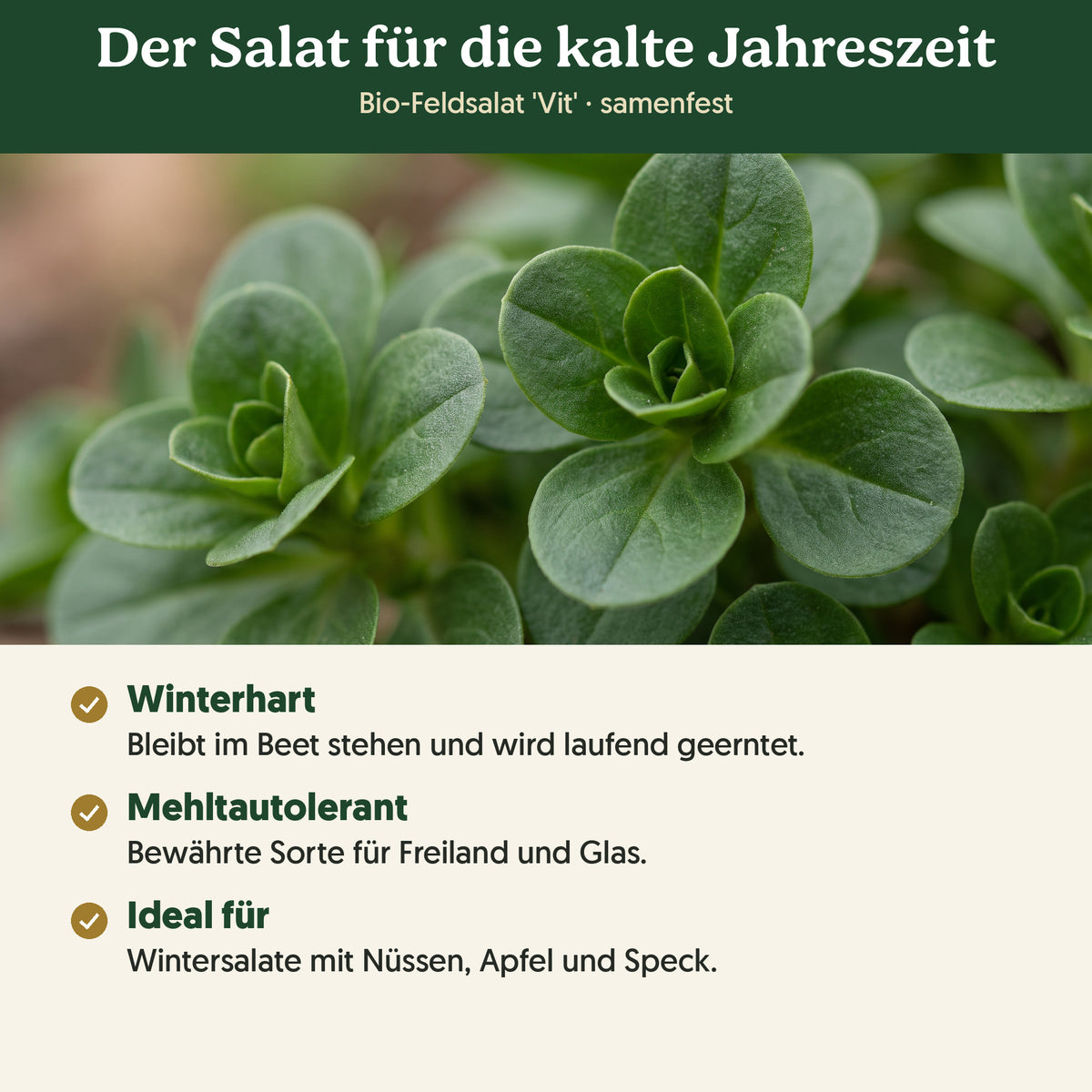Der Salat für die kalte Jahreszeit: Merkmale von Bio-Feldsalat 'Vit'