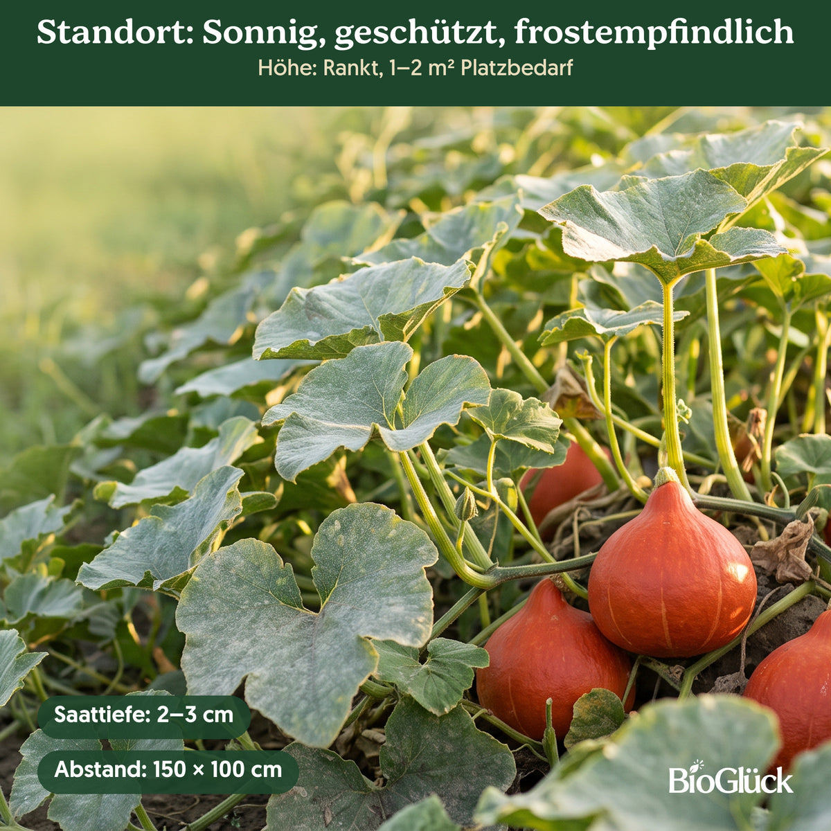Bio-Hokkaido-Kürbis 'Uchiki Kuri' im Garten: Standort sonnig, geschützt, frostempfindlich